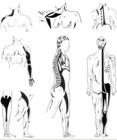 cadenas musculares